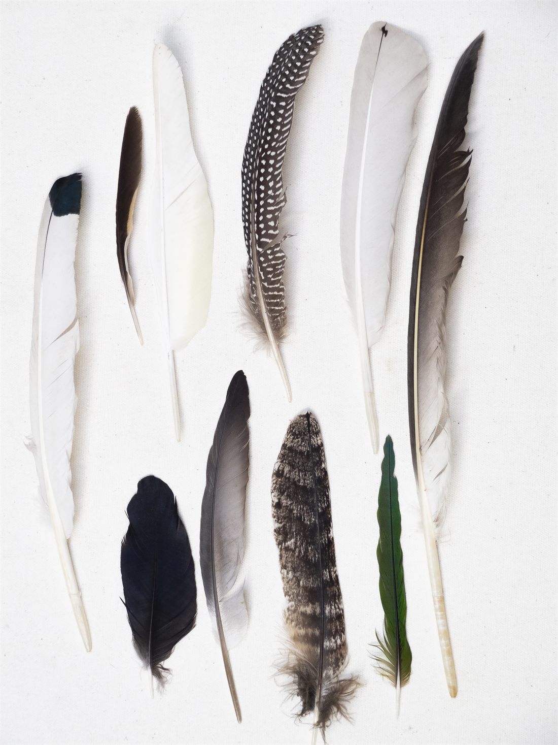 Collection de plumes d'oiseaux disposées sur une toile claire