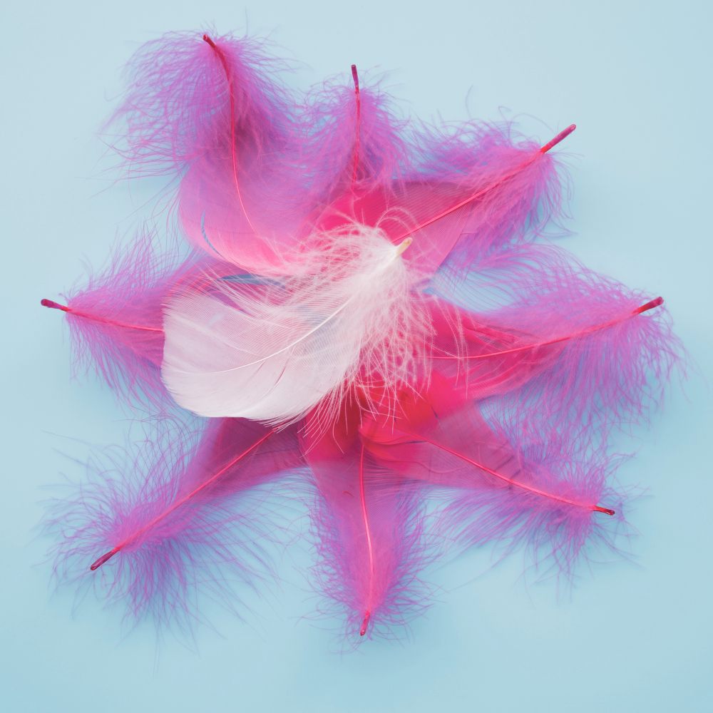 Plumes roses et fuchsia disposées en étoile autour d'une plume blanche, sur fond bleu clair